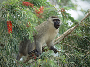 Monkey, East Africa