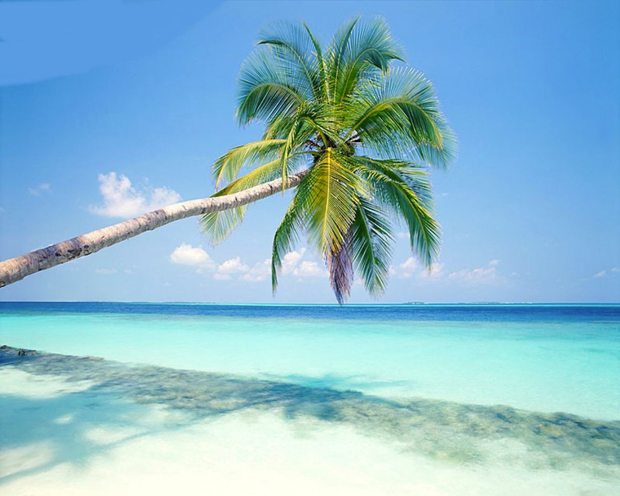 beach-coconut-tree